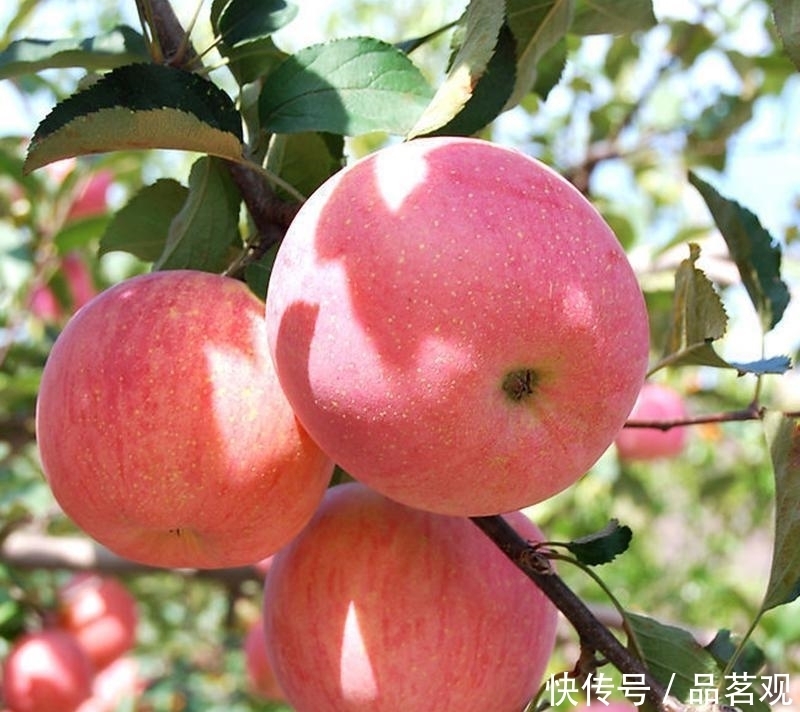  『种树』院子里不要乱种树，这6种树不仅能添福旺宅，还能招财纳福