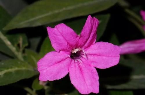  「适合」小花像喇叭一般的马可芦莉，叶脉呈银白色，适合养阴凉处的盆栽