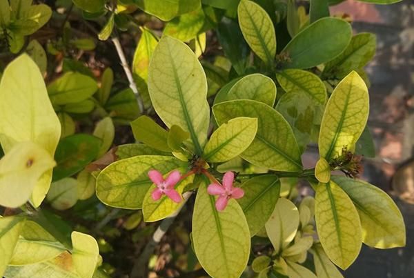  『微量元素』给花卉绿植用了复合肥，为什么叶子还是慢慢变黄了？