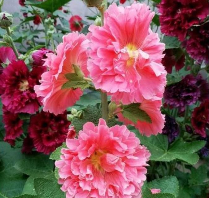  『斗蓬花』“这种花”太牛了，1枝花茎开出50朵花，有太阳就能开成花海！