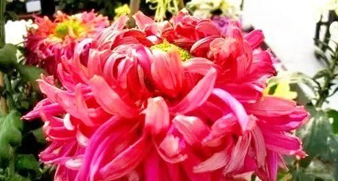  『养盆』喜欢菊花，不如养盆“珍贵名菊”棕红梅，粉粉嫩嫩，婀娜多姿!美
