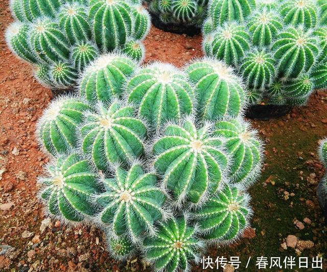  肥壮■给仙人球浇水，有4字“口诀”，一棵棵肥肥壮壮，翠绿又漂亮
