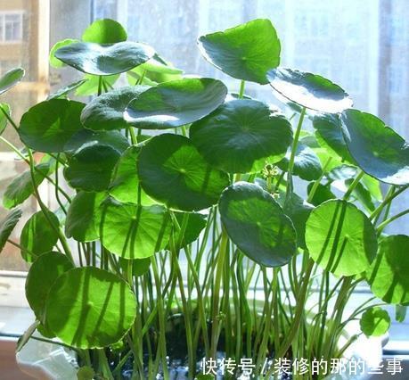  『美艳』喜欢在家中养护花卉，就养护美艳妖娆的3种漂亮的花卉，花色艳丽