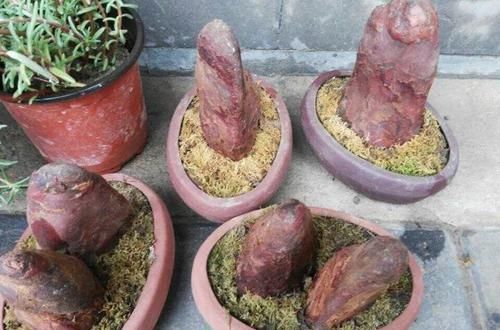  朱顶红：看见这花可别买，忍住，小心被忽悠，花钱买气受！