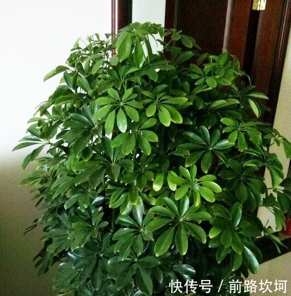  『让它』鸭掌木又叫招财树，就用这个法子养，嗖嗖冒新芽，郁郁葱葱一大盆