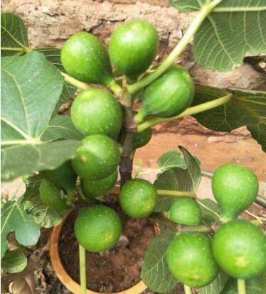 这种果树，好养易结果，阳台养一盆！结果30多斤，常吃身体好