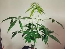 财树的叶@北方长的不好的发财树,可以剪掉枝叶了