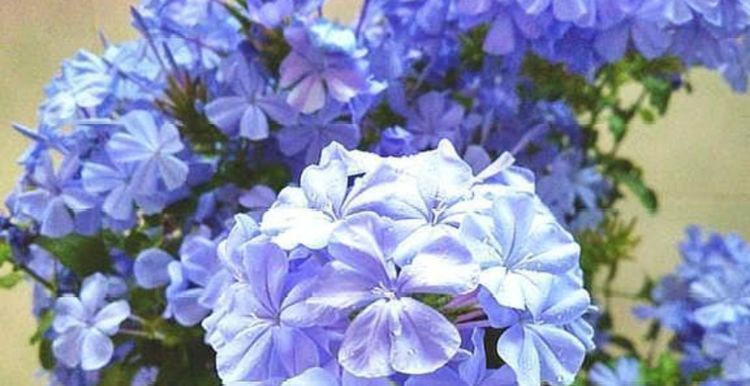 扦插:4种花“不要等”,现在扦插正合适,生根快,夏季花朵开满盆!