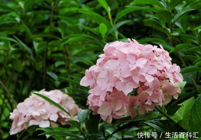  【耐热】适合养在室内的3种花，好养易活花色艳丽，耐热耐旱能爆盆，真香