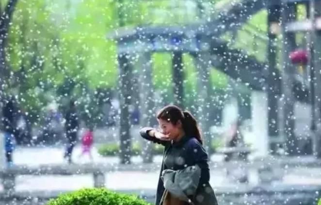  『柳絮』近几年的柳絮大爆发，街上逐渐像“下雪”，教你几招解决小方法！