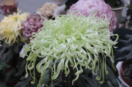  『玫瑰』喜欢玫瑰，不如养盆“珍品绿菊”盘龙，青碧可人，似仙女飞舞！