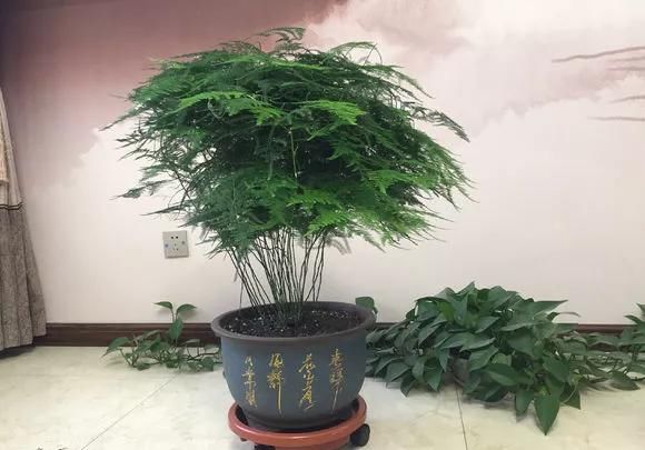 「芦笋的叶子」养文竹，泡点“黄豆水”，每周浇一浇，文竹长成竹林，了解了解吧