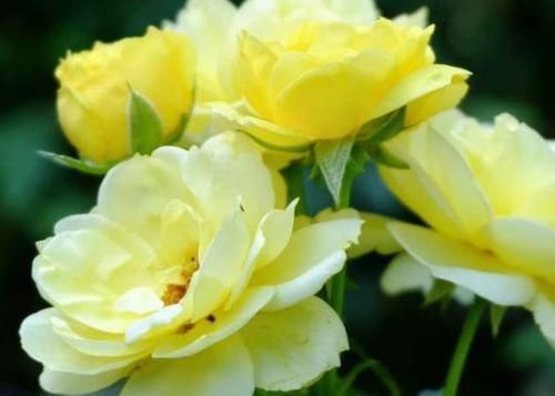  耐热■4款小花，最适合新手养，耐热又耐晒，花色美丽花期长，美爆