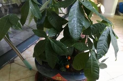 「养好」养好发财树,这几个“细节”要注意,不能疏忽,小心黄叶子