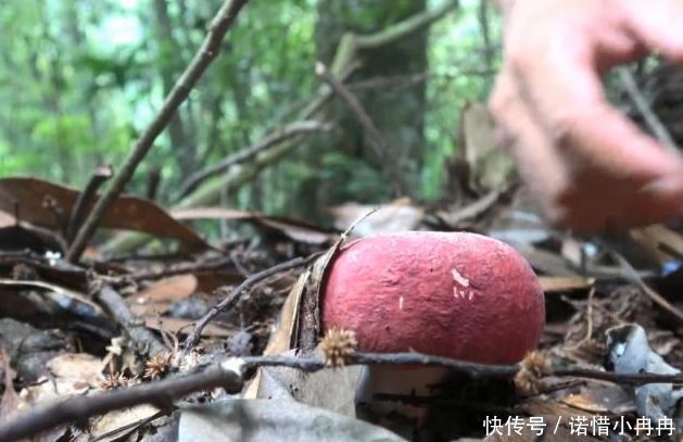 1000多1斤的野山货，兄弟俩去大山里摘了1天，摘到好几斤