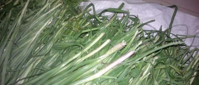 『随便』这种植物长得像韭菜,能用还能吃!山里遇到要珍惜,别随便挖