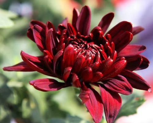  『寓意』喜欢菊花，不如养盆“珍稀名菊”花好月圆，金光灿灿，寓意美好！