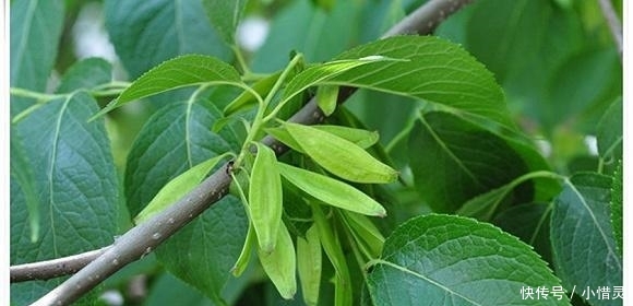  #植物#农村这种树因皮而贵, 内含“银丝”, 被称植物黄金, 有人