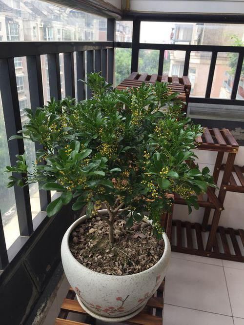  #好坏#家养一盆“米兰花”，条件好坏都开花，越晒越泼辣