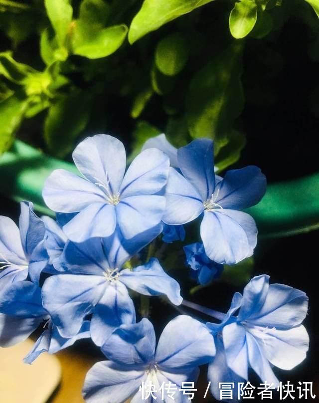  #开成#这花长得巴掌大，越晒花越多，一不小心就开成瀑布