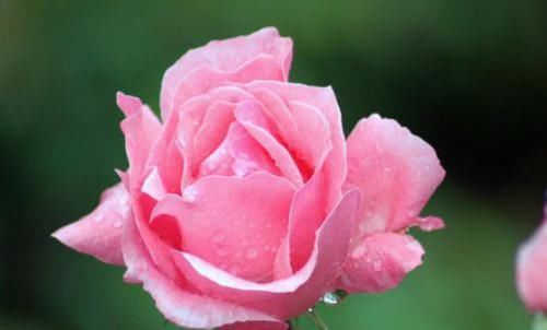  一年四季■新手养花首选这四种，花期赛过海棠，一年四季都在花赏，绚丽多彩