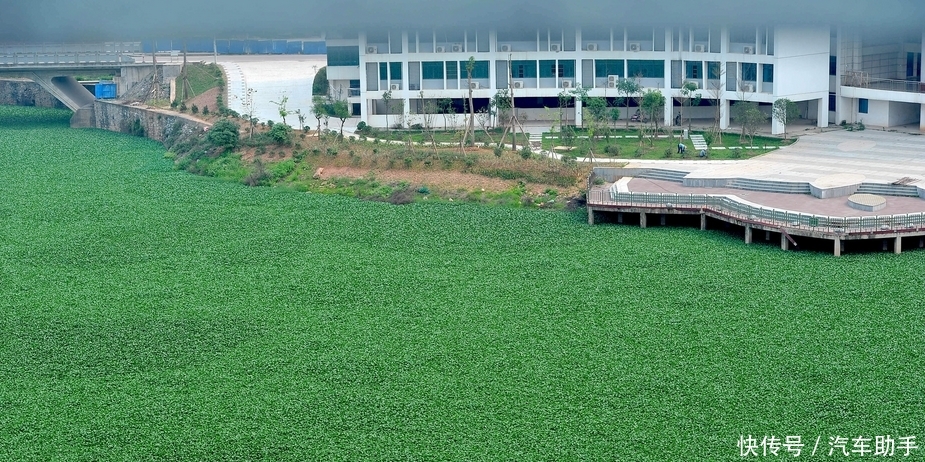 在中国“待”了十几年的水葫芦，如今去哪了？看完佩服国人的智慧