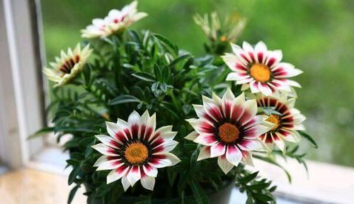  『光照』这四款花卉，越贱养长的越好，年年开花爆盆，花色烂漫迷人，超美