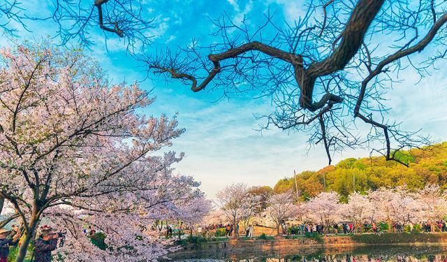  【樱花盛开】国内两大5A级景区，争“世界三大赏樱基地”称号，谁才名副其实？