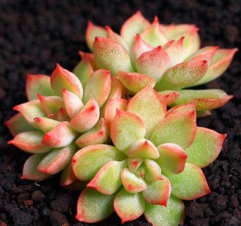  『光照』女雏是景天科拟石莲花属的多肉植物，女雏，容易长侧芽爆盆的多肉植物