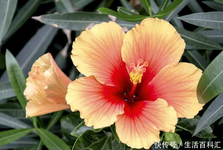 『优雅』“3种”盆栽花,优雅大方,养护简单,花朵硕大美极了