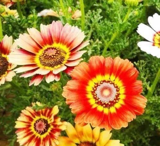  『排水良好』推荐一花多色的5种植物，缤纷多姿