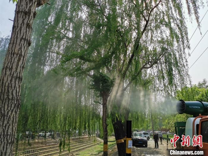 『重点区域』北京加大飞絮治理力度 每日巡查近500处飞絮易发区