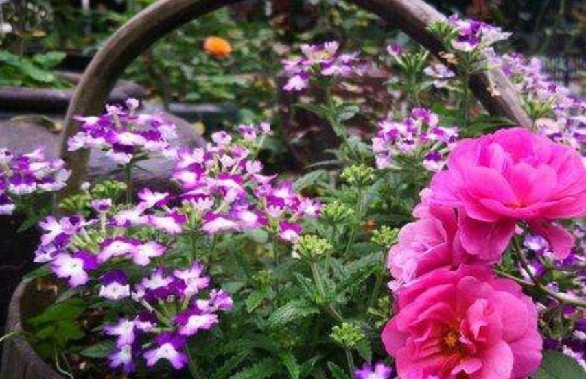  『开出』院子里养1种花，开出的花朵小巧秀美，比太阳花还漂亮