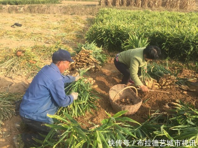 一斤批发2元以上，农民种它亩产1.2万斤，年收入4.8万元