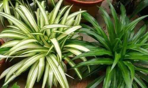  『呼呼』此种植物常见黄叶干尖，浇上一种水，匍匐茎蹭蹭长，呼呼变成瀑布
