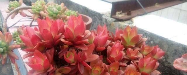  「适合」适合夏天养的3种花，耐热耐晒很好养，不用操心也爆盆，适合新手