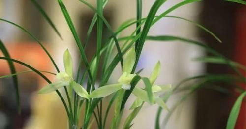 「越好」养兰最大的误区：兰花根系越好越好吗?