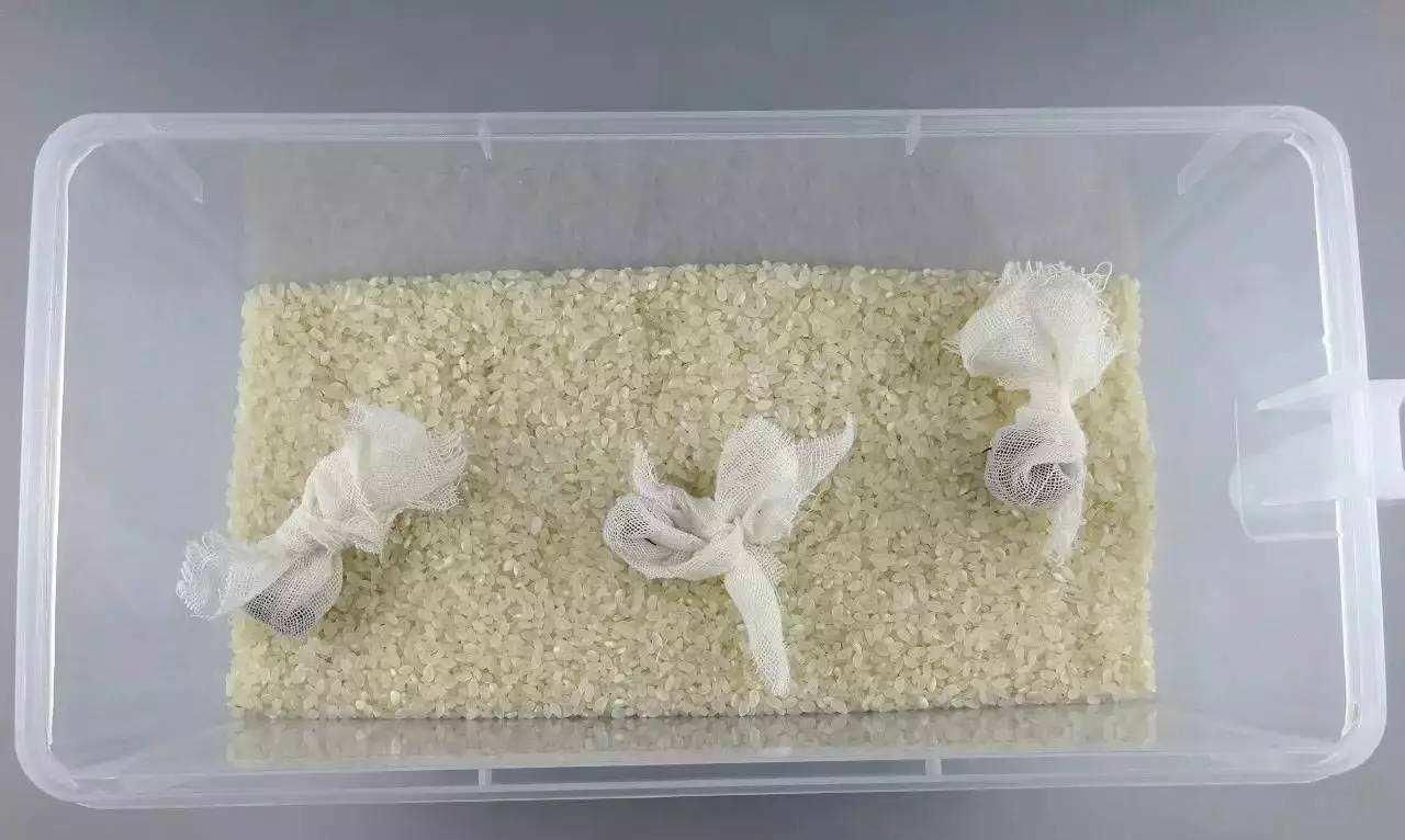  味道■天气变热，大米容易生“米虫”？大米里面放点它，易保存还不变质