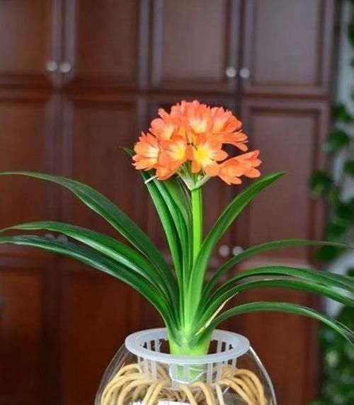  「以水培」猪年就要来了，家里栽什么植物好？土培还是水培呢？给你推荐几种