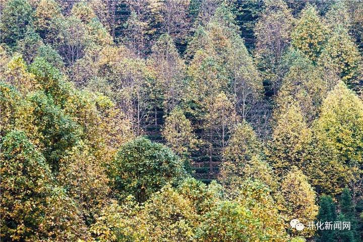 改革开放40年，开化农村发生什么变化？山里农民举了这些例子...