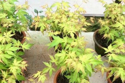  「新手」新手必学！红枫盆景制作方法、养护秘籍大放送！