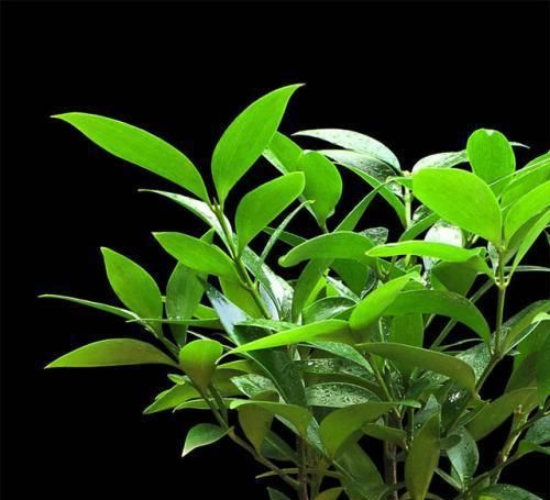 #漂亮#植物界的活化石，净化空气驱蚊效果好，室内不可不养的漂亮绿植