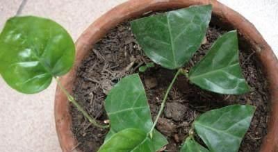  枝条：茉莉花枝条扦插，方法就这么简单，一个月就生根