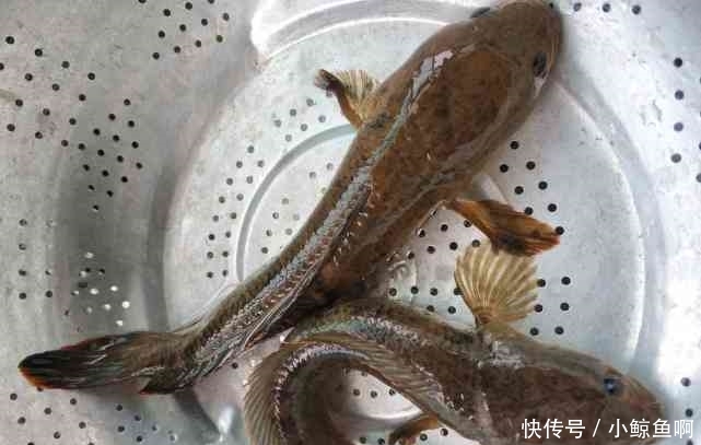 蛇头鱼入侵？广东多地现“蛇头鱼”，或因水质变好出现