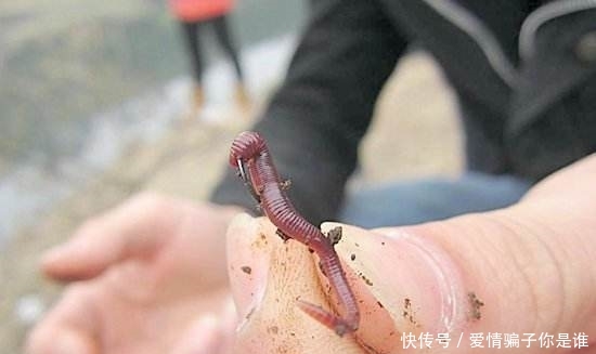 浅水:浅水钓鲫鱼,为啥容易跑鱼?因为这5个地方你搞错了