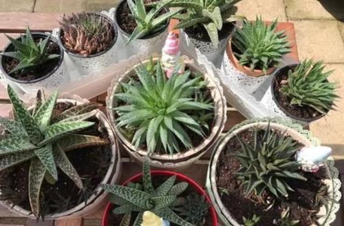  『经验』家庭种植芦荟的关键，在于这3点养护技巧，学会了疯长还少生病