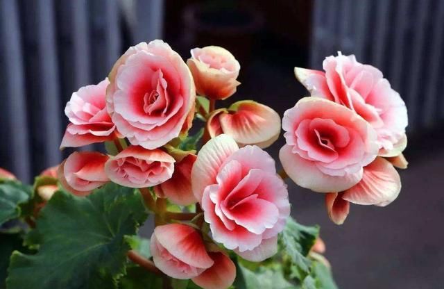  『漂亮』喜欢在家里养花,那就养盆花大色艳的,开花漂亮绚烂夺目,美极了