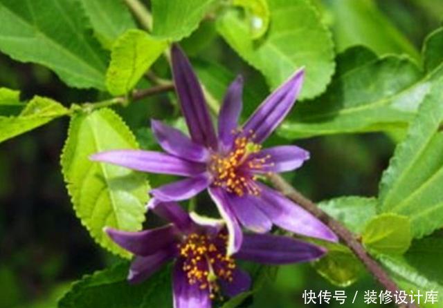 『水莲木喜欢』此花被称为“树上的睡莲”,养护好全年叶片常绿,四季开花