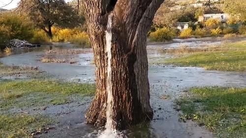 奇观！全球唯一会“喷水”的树，几十年没有停过，水从哪里来？