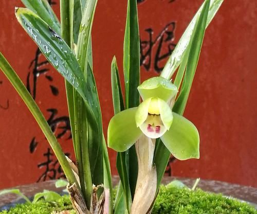  『兰花的芦头』兰花养着养着就烂根发臭了怎么回事？原来是上盆进入了误区
